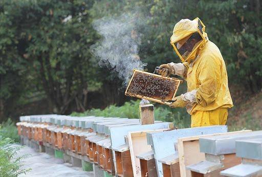 Bee Keeping is one of the most profitable Agri-Business Enterprise