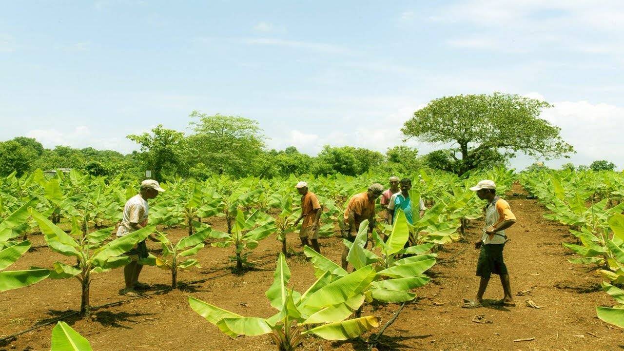 Cultivation of Banana