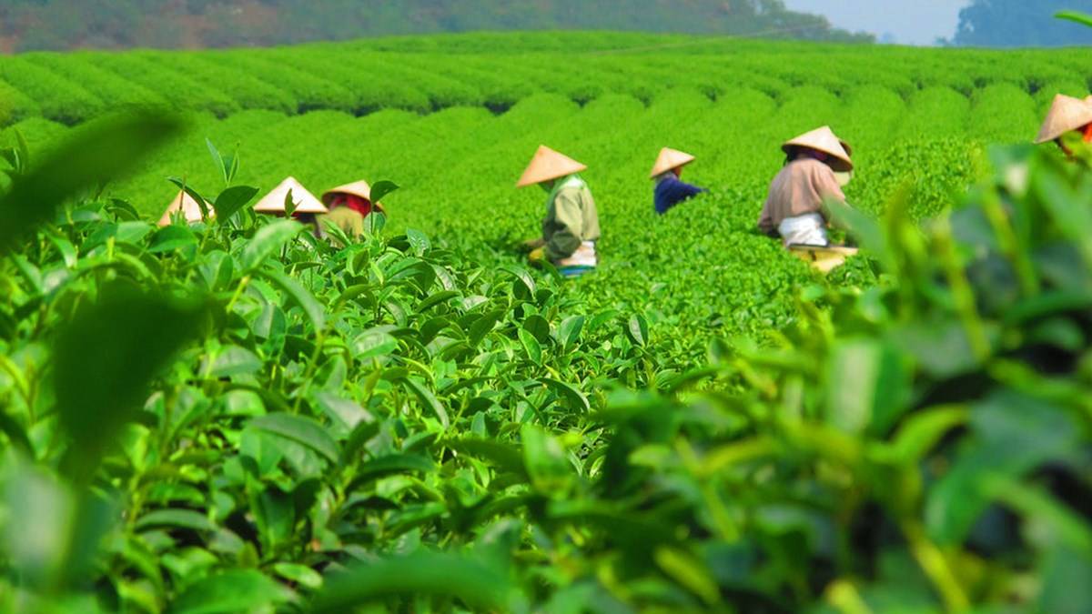 Picture of Tea Field