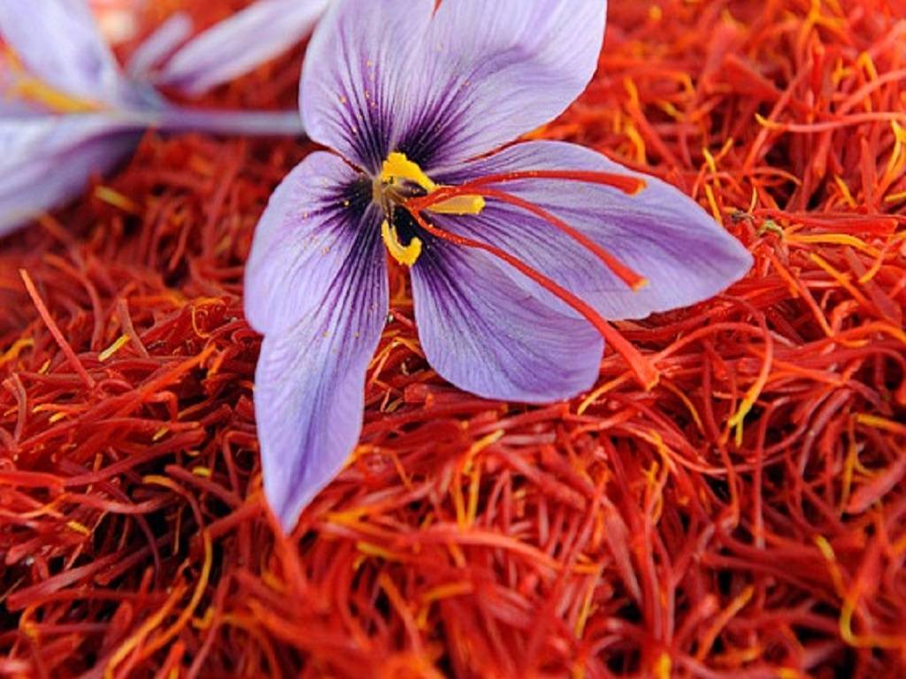 Saffron: The expensive Spice