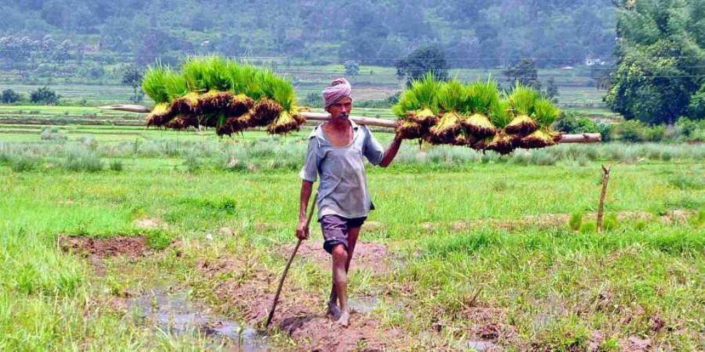 A farmer in the field