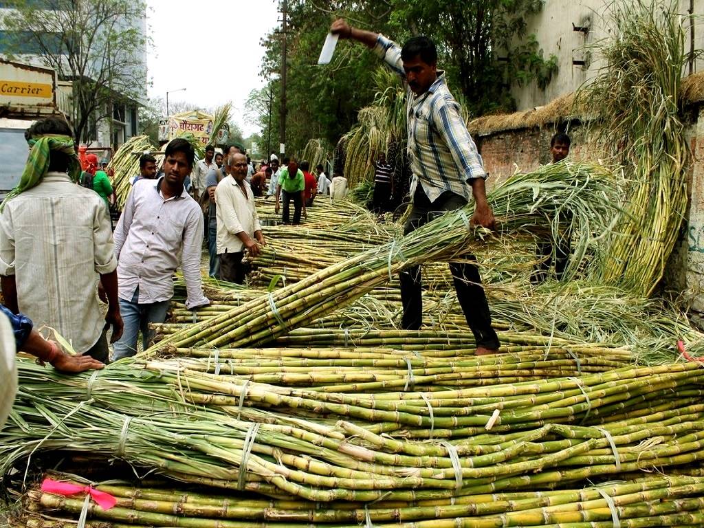 ISMA, the country's sugar output increased by 5.64 percent compared to the previous year's October-January period