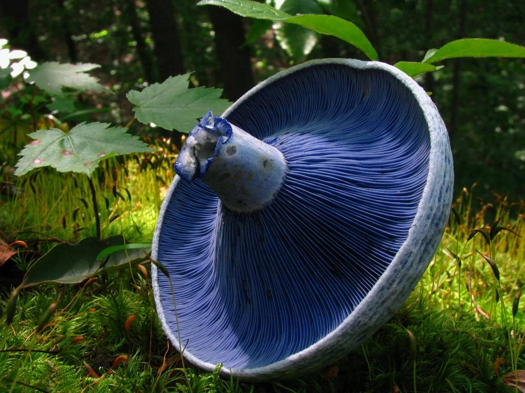 Lactarius indigo: A species of Edible Mushroom with great potential