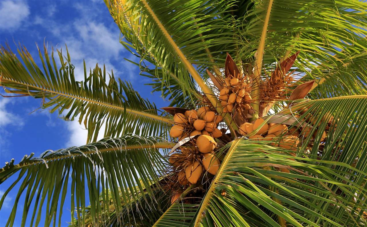 10-great-ways-to-use-a-coconut-tree