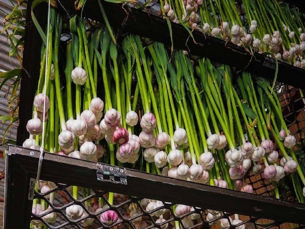 Hydroponic Garlic Farming