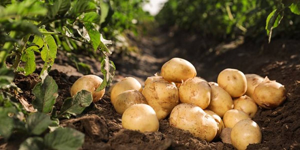 Late blight of Potato is one of the most dangerous diseases.