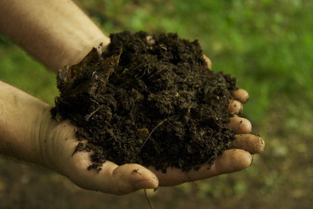 Biodegradable Waste to be Converted in Green Fertilizer