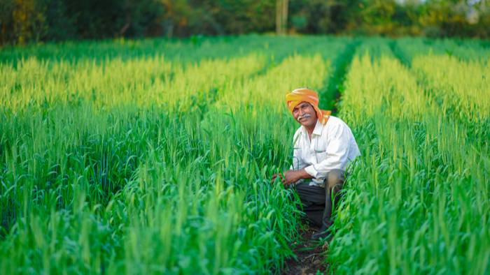 Farmer observing crop in his field