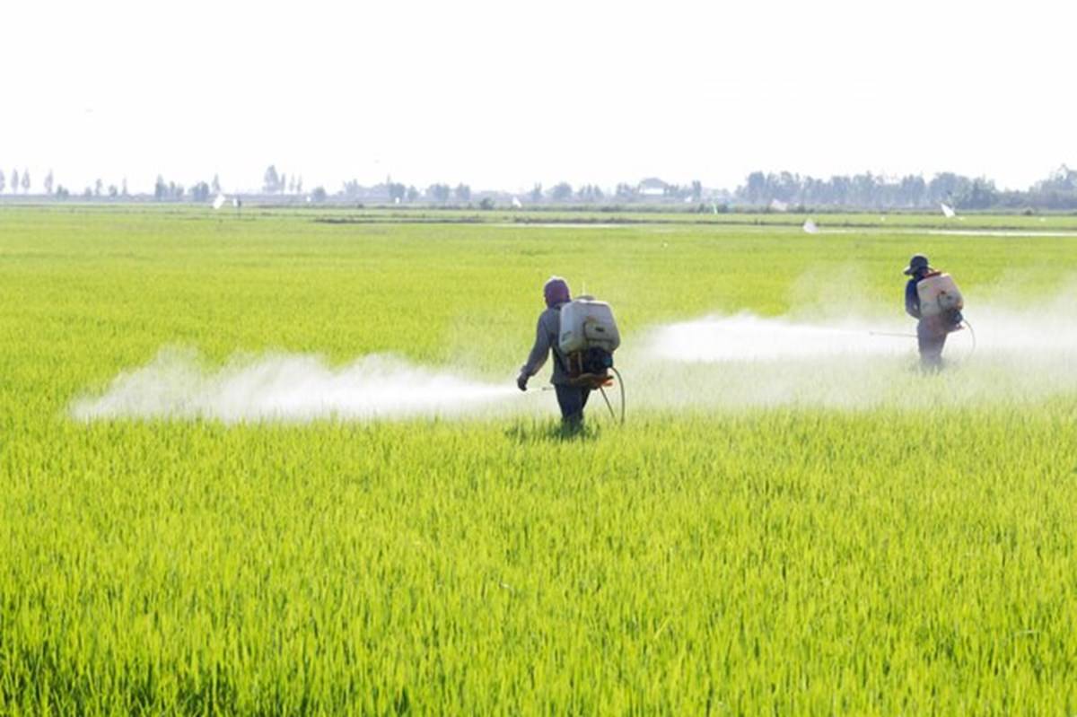Spraying Insecticide in crop field