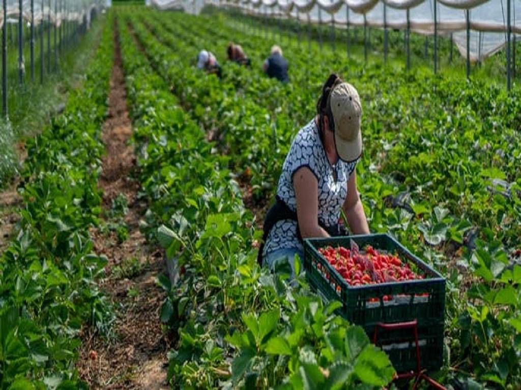 High-density Farming to Bring Horticulture Revolution in Himachal Pradesh