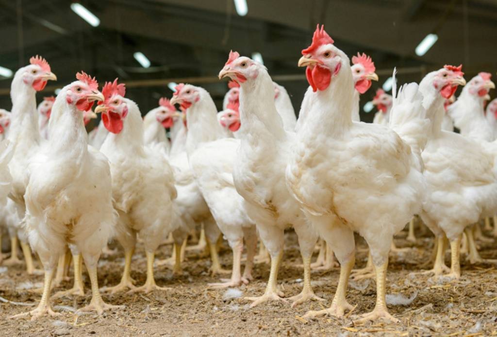 Poultry Farming