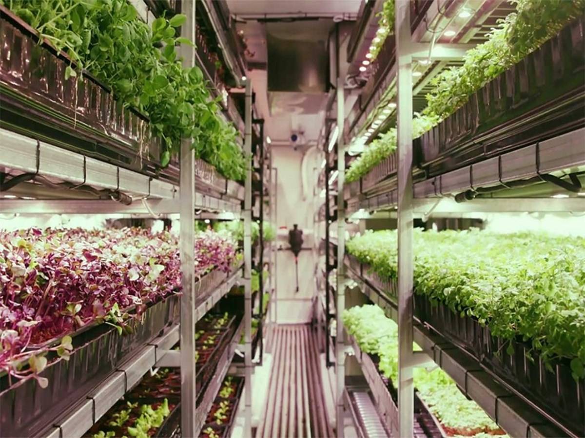 Vertical Farming is Revolutionizing Indian Agriculture