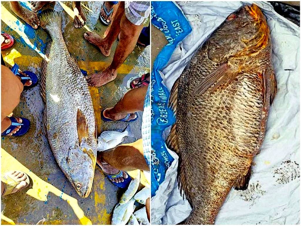 Andhra Pradesh struck gold by netting a ‘kachidi’ fish that fetched him Rs.4.30 lakh