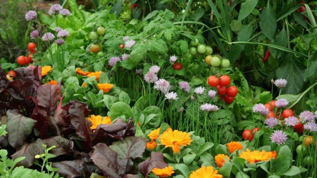 Companion Planting