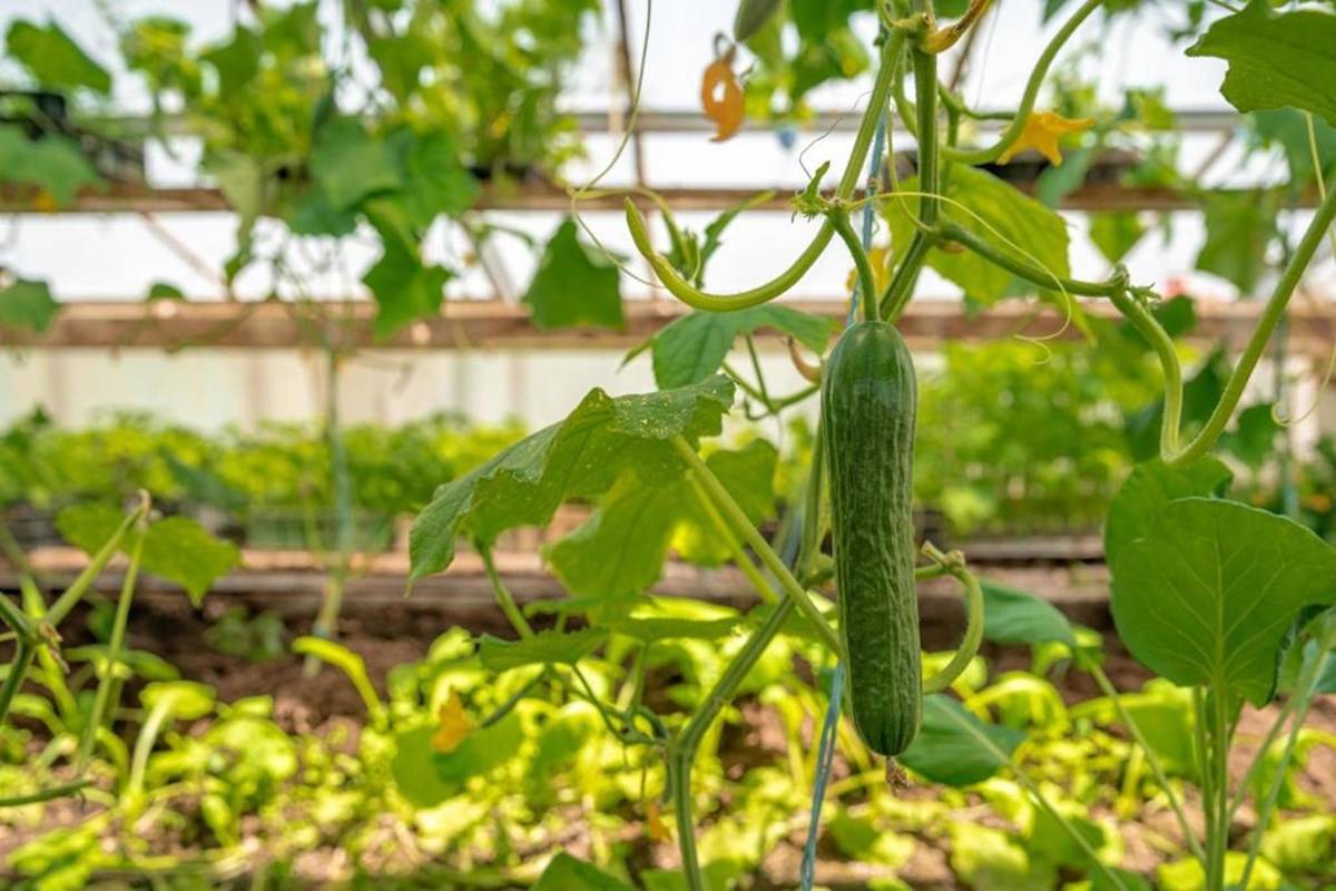 Cultivation of cucumber