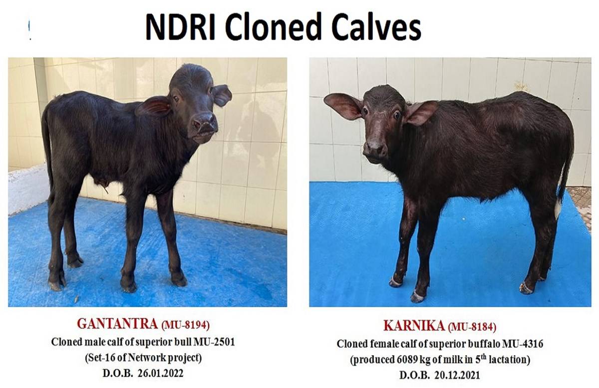 NDRI Developed  2 Cloned Calves