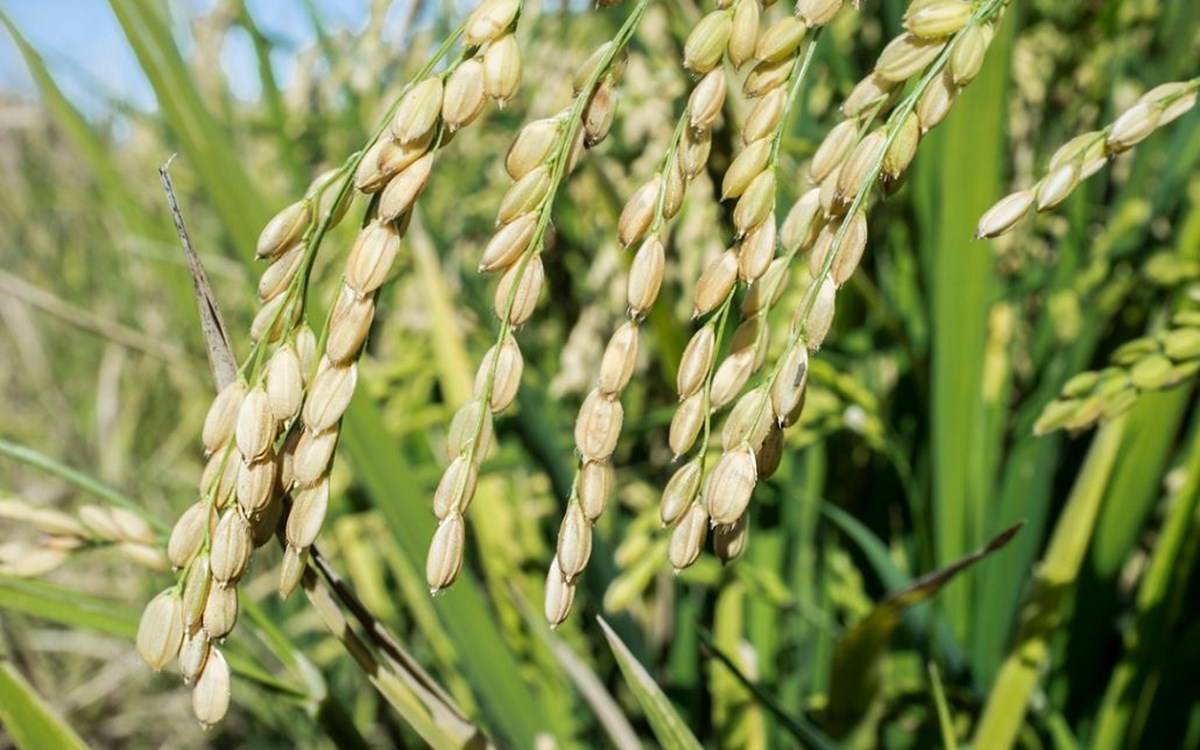 Picture of Rice Plant