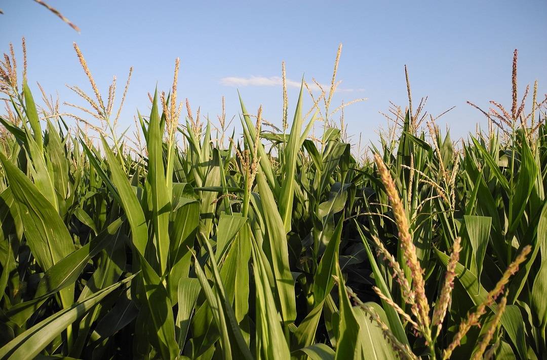 Farmers must spray recommended dose of weedicide for effective control of Phalaris minor in wheat