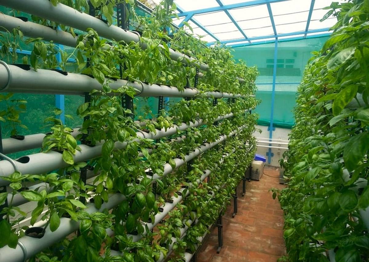 Chennai Man Grows 6000 Plants In Just 80 Sq Ft Space