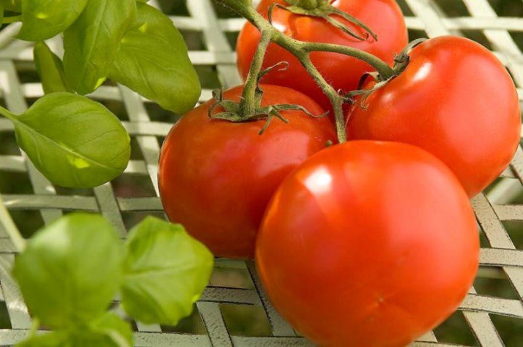 Fresh Red Tomatoes