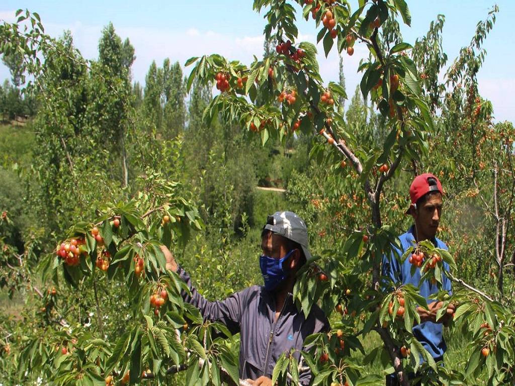 Multi-layer and Multi-crop Farming yield more Fruits