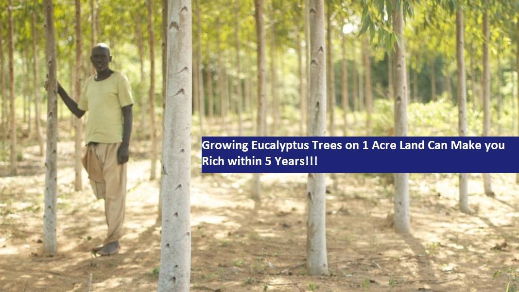 Eucalyptus Trees