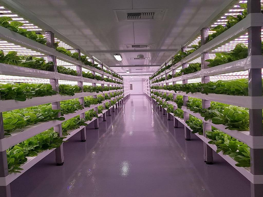 Feasibility of Vertical Farming In India: Is It a Viable Alternative