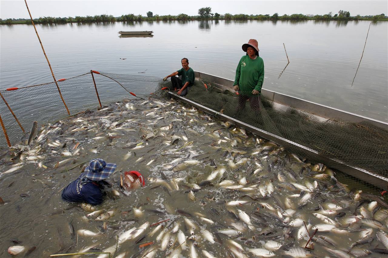 Start Fish Farming Get Government Support Of Upto Rs 3 Lakhs 