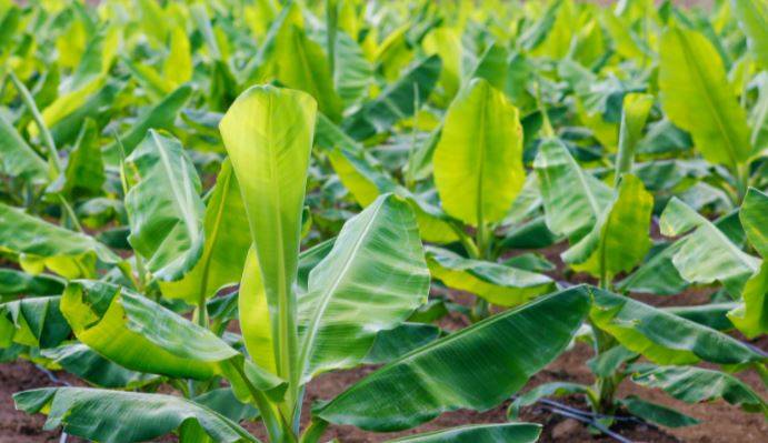 banana plant