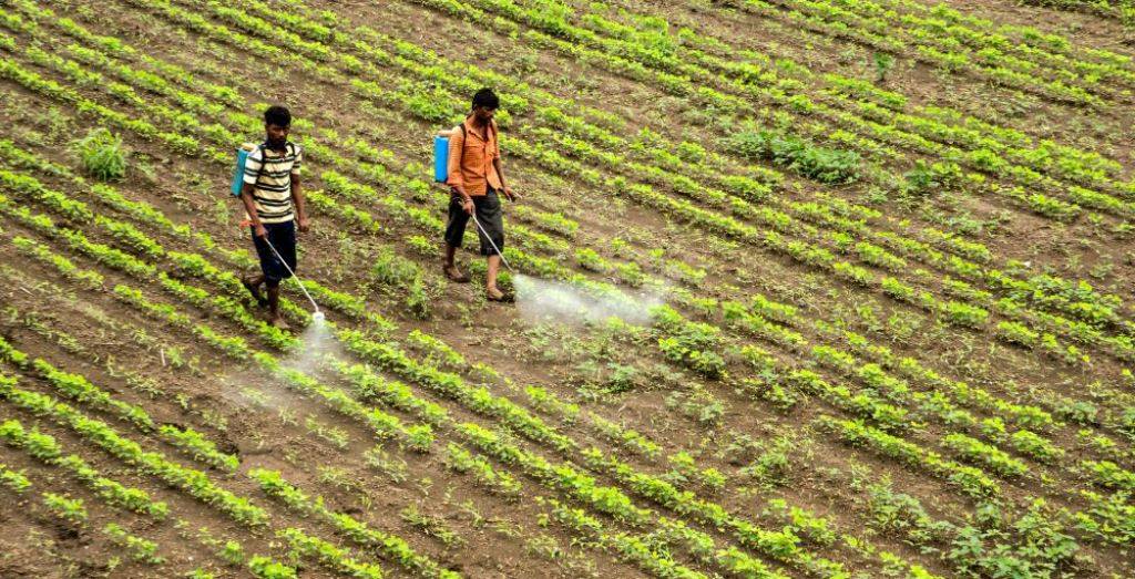 Farmers applying fertilizer in the field