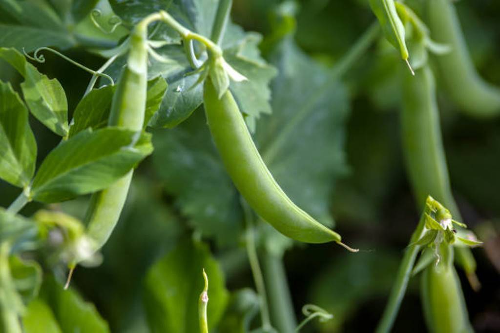 Pea on the  branch of plant