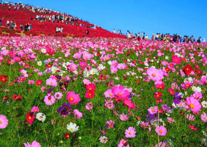 Japanese Flowers