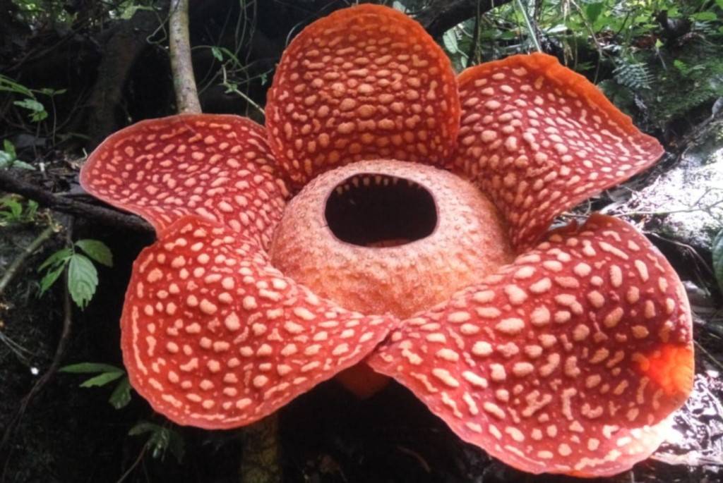 Rafflesia: Largest Flower In World