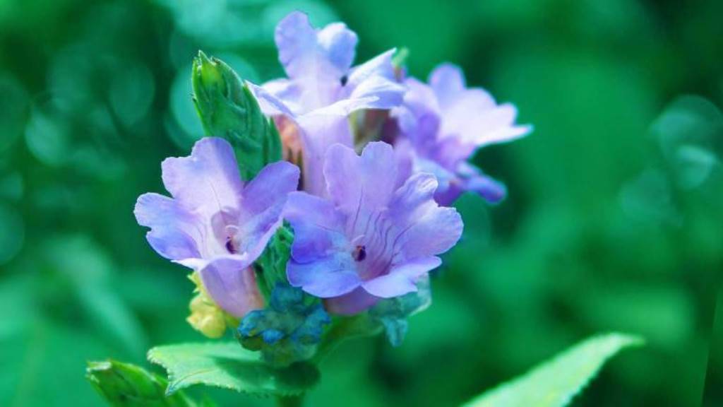 Flower or Neelakurunji