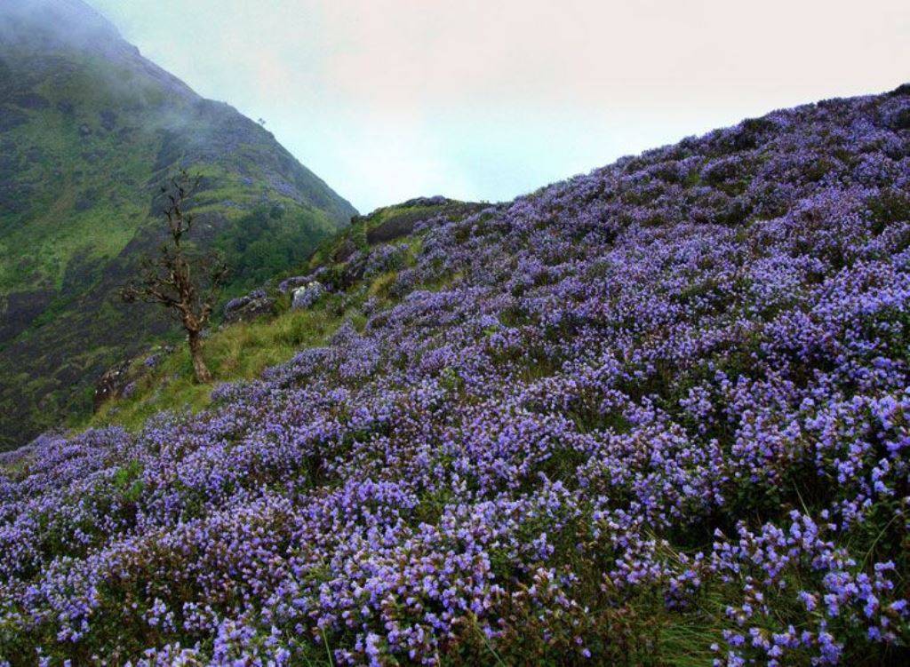 Neelakurunji Flower in Kerala