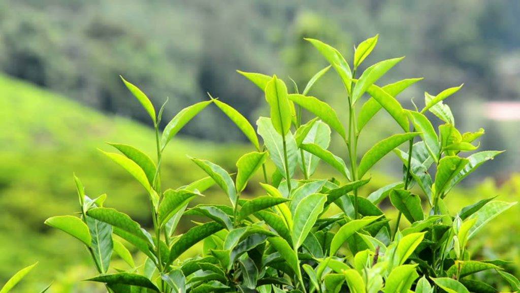 Tea Plant For Herbal Treatment