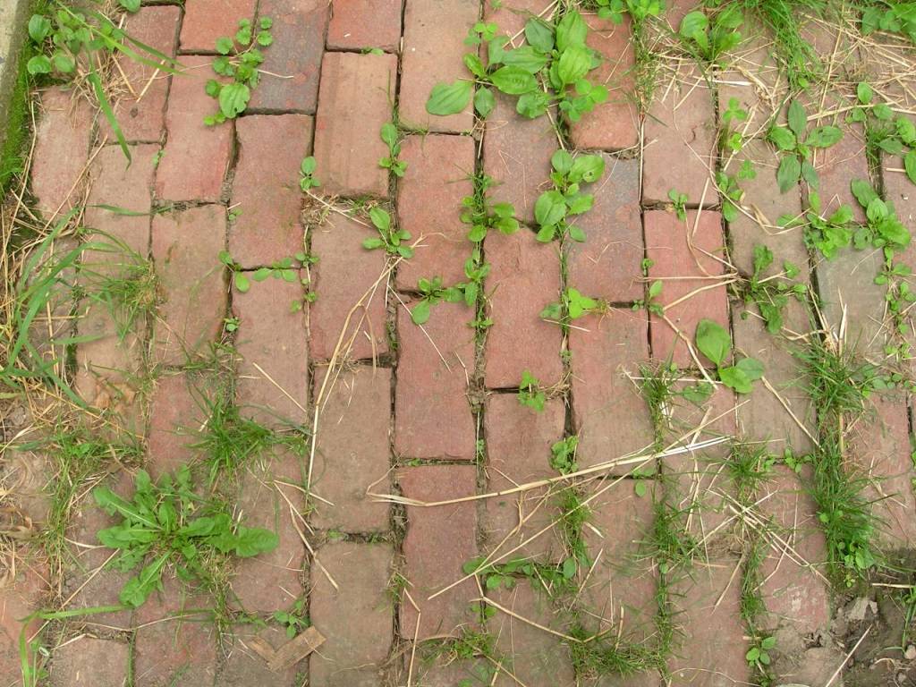 Image representing growth of weeds