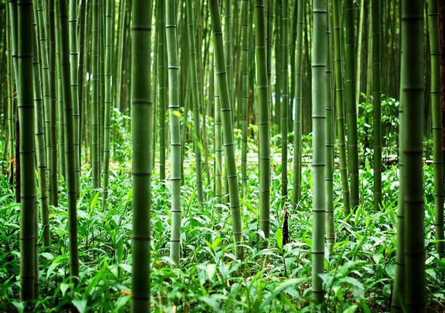 Bamboo Plantation