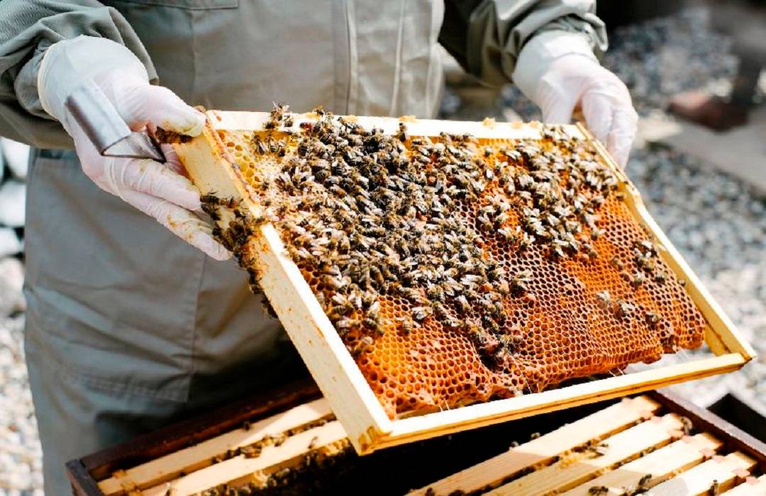 Beekeeping is one of the best Agribusiness