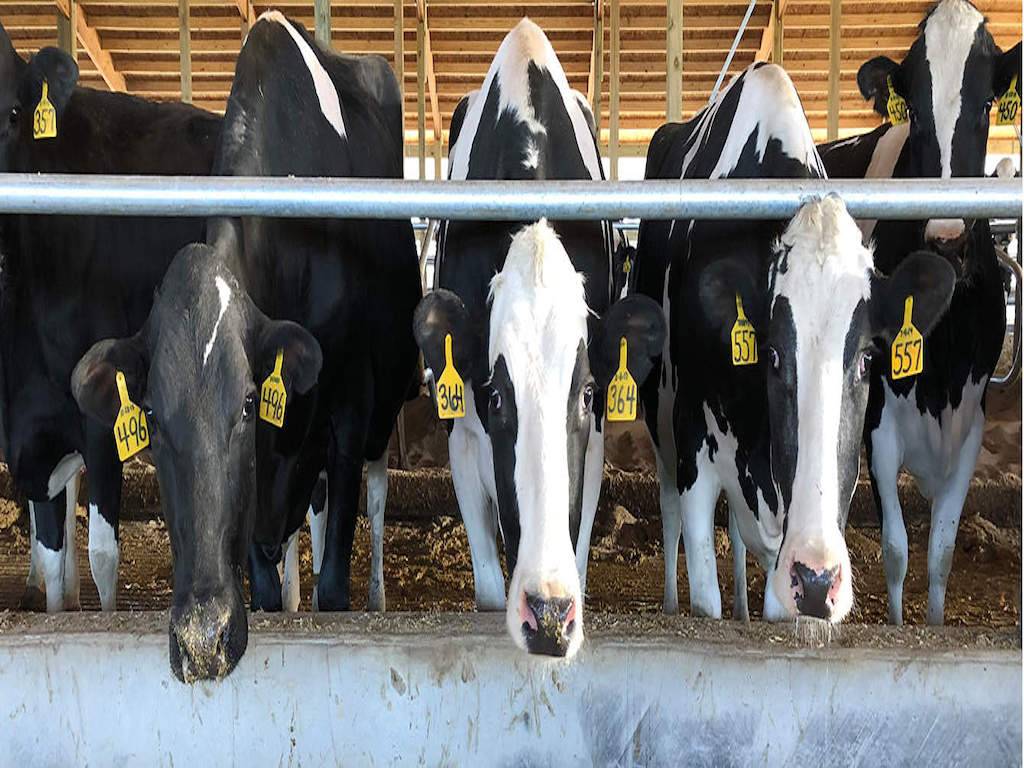 Modern Dairy Technologies for Farmers