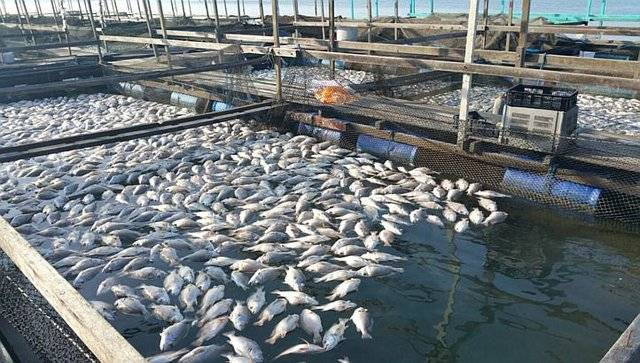 apply-for-free-fish-farming-training-program-from-government