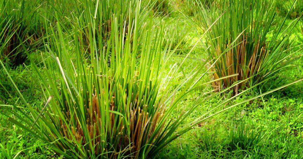 New Vetiver Variety for Soil Conservation