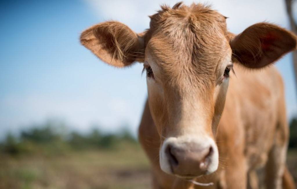 A cow in the field