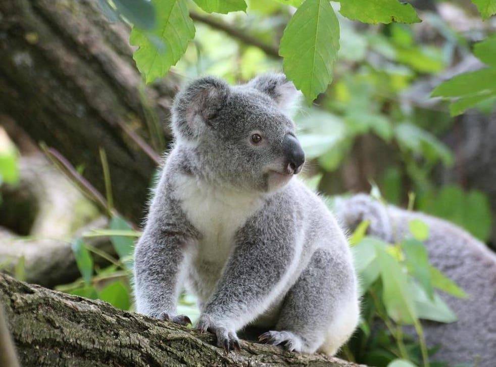 Beautiful Picture of Koala