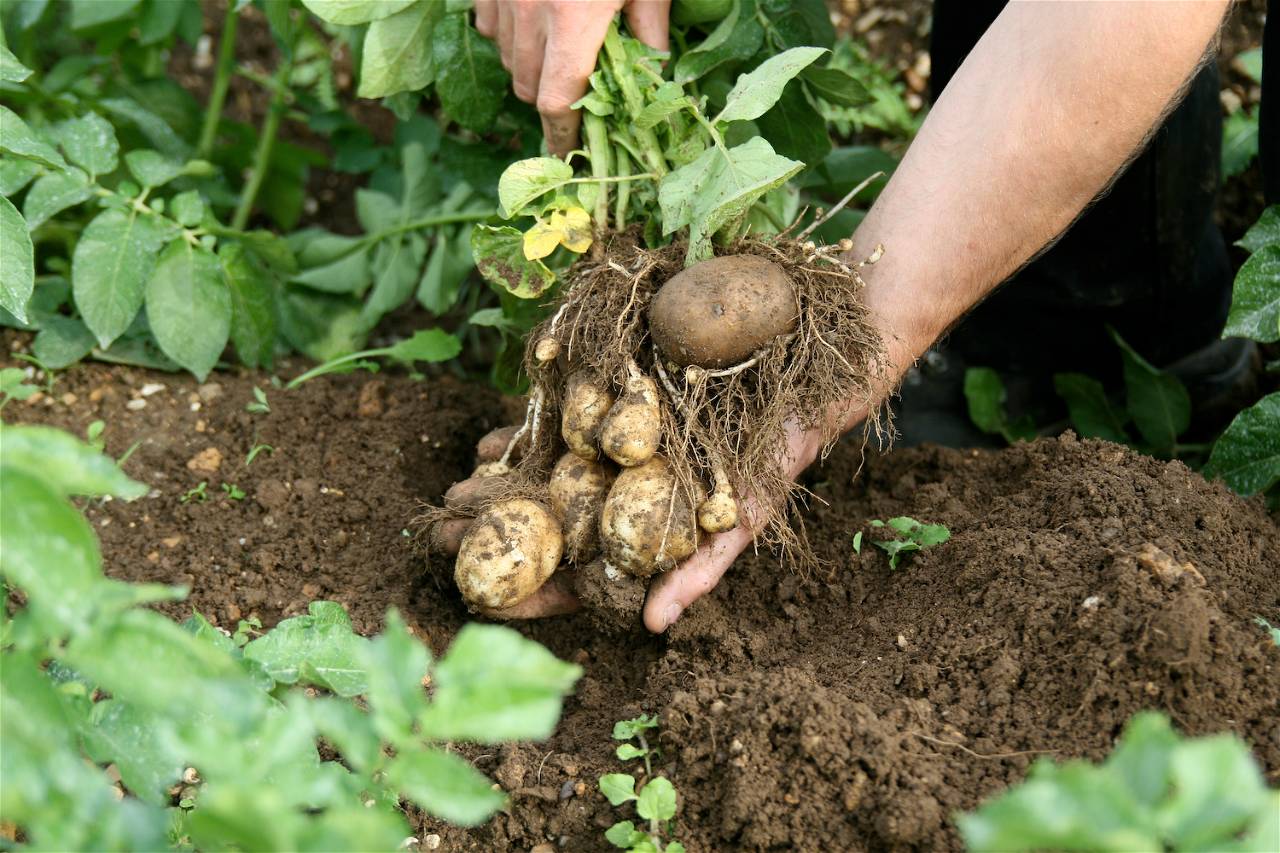 Organic Cropping Systems