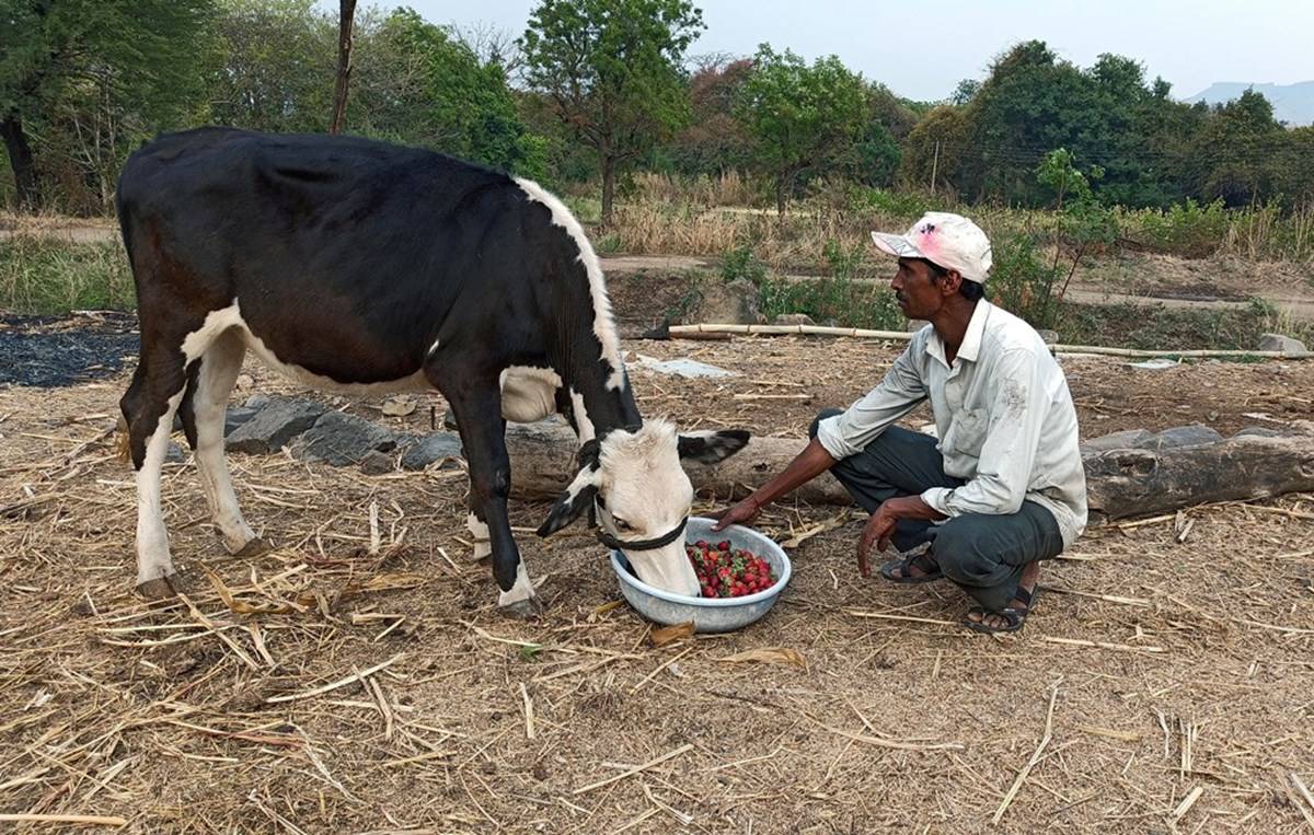 A farmer feeding his cattle