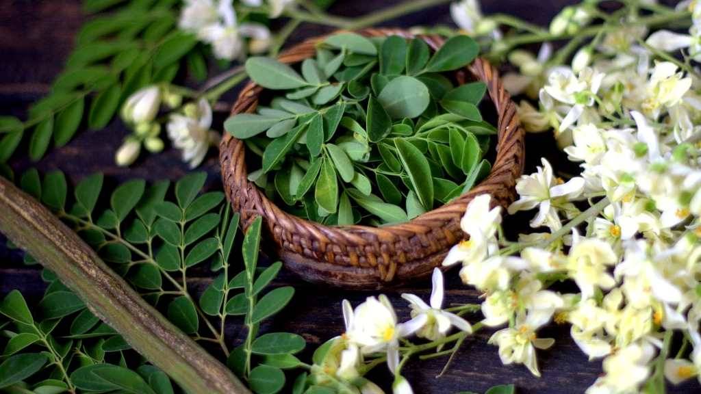 Moringa Flower and Its Leaves