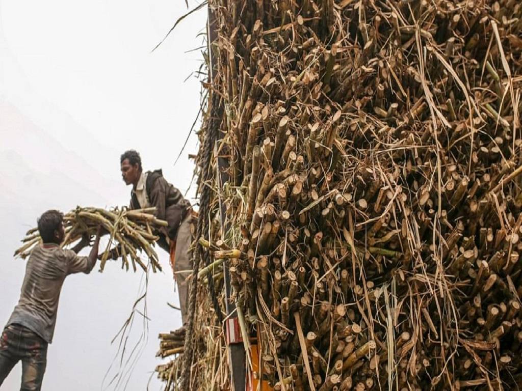 Sugarcane harvesting and Transport