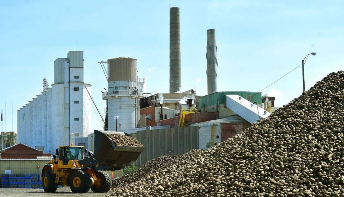 Picture of a Sugar Plant