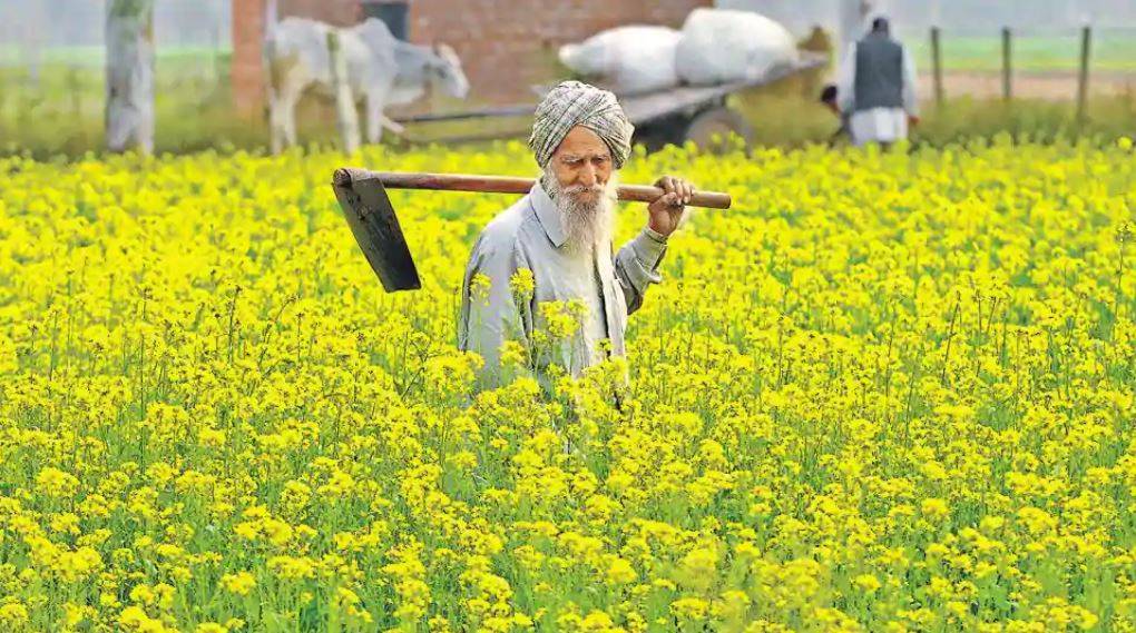 A Farmer in his mustard field